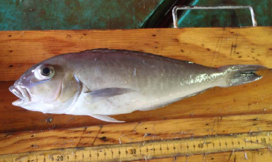Blueline tilefish with a gray-blue body and a narrow blue stripe between its eye and snout