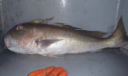 Golden tilefish with yellow spots and a fleshy crest ahead of its dorsal fin