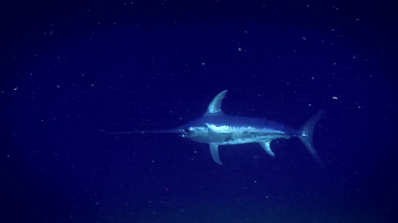 Swordfish swimming through dark deep water in the Gulf of Mexico